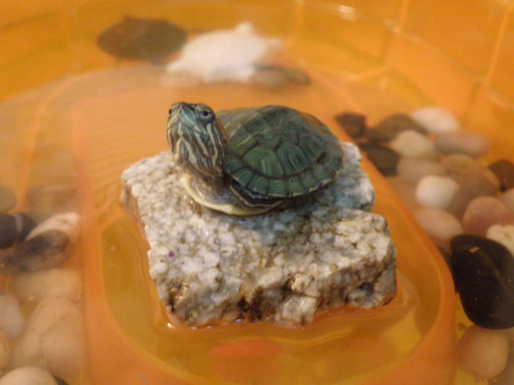Consejos para cuidar a una tortuga de tierra