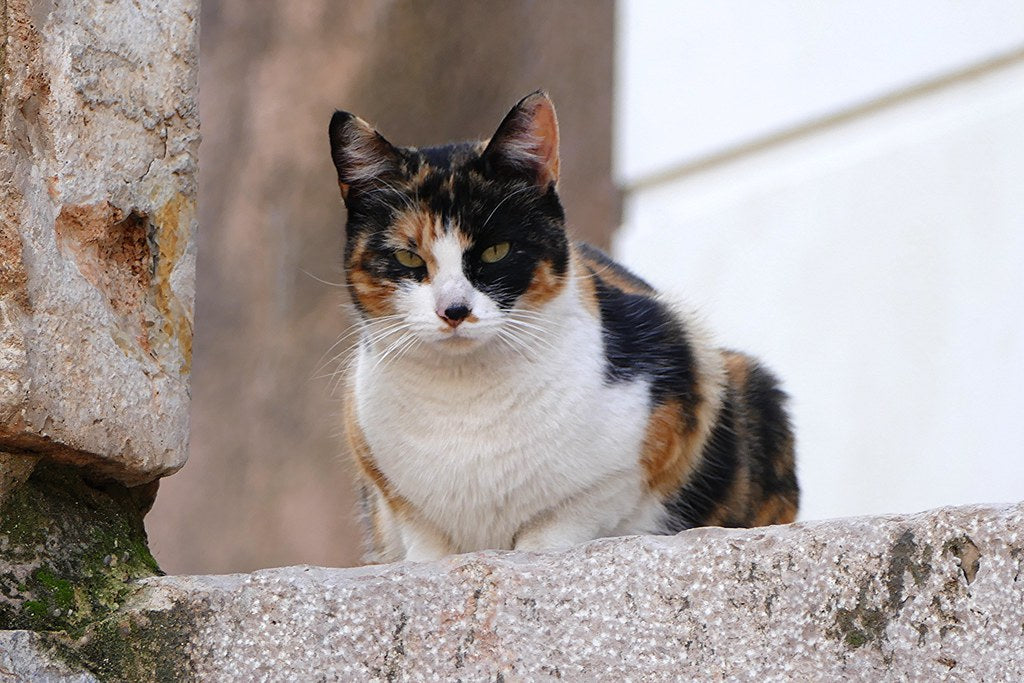 Gatos con heridas que no terminan de cicatrizar