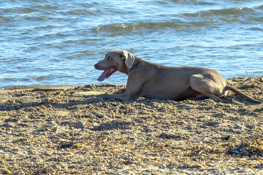 Consejos para llevar a las mascotas a la playa