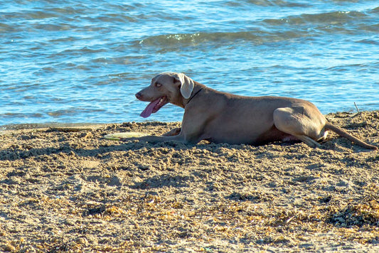 Consejos para llevar a las mascotas a la playa