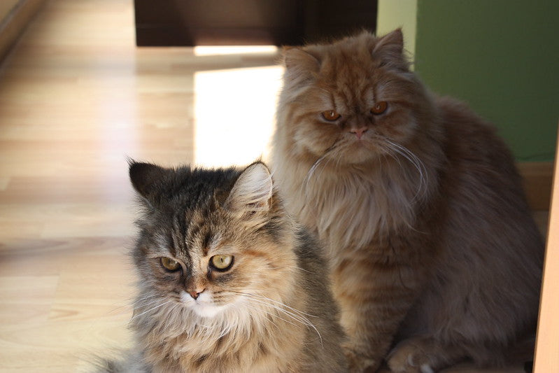 Las Mejores Razas de Gato para Tener como Mascota