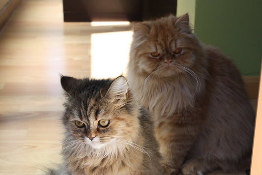 Las Mejores Razas de Gato para Tener como Mascota