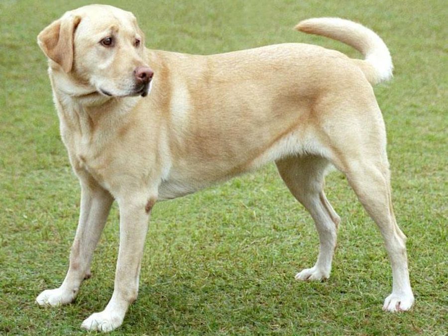 Qué hago si ya no puedo cuidar a mi perro