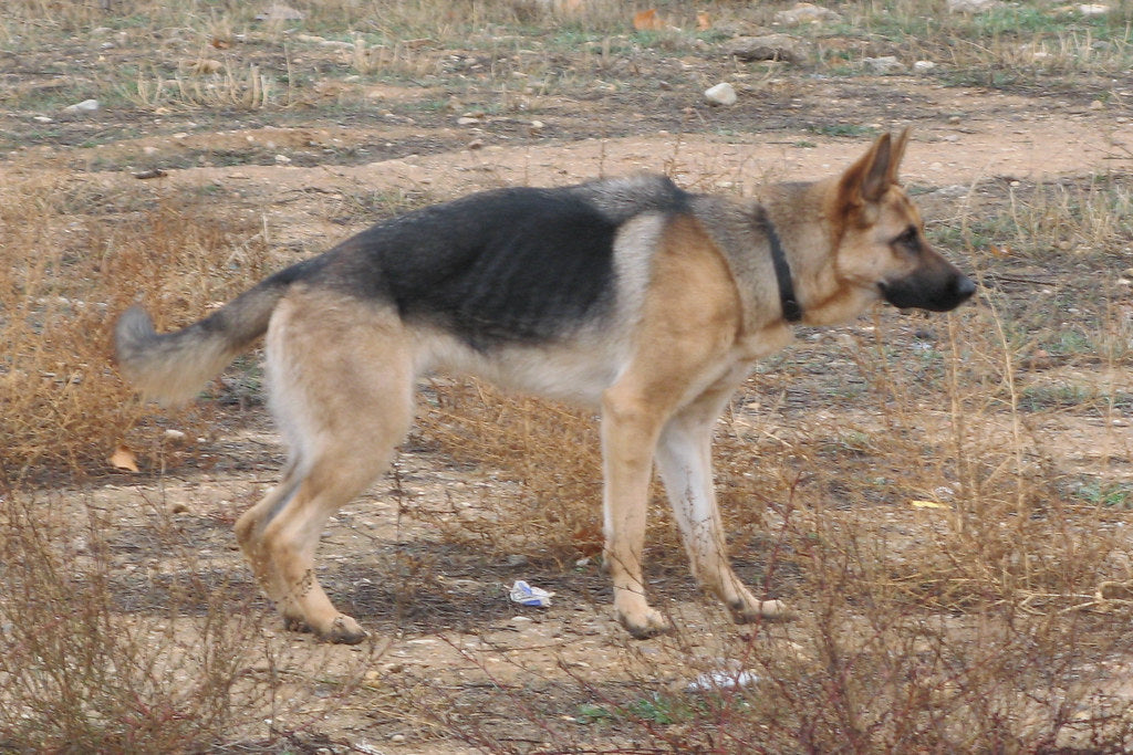 El asma en los perros, cómo debe atenderse