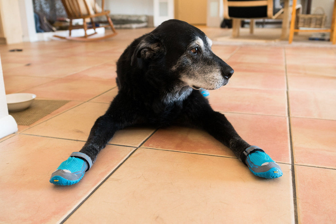 Zapatos para perros: ventajas, desventajas e importancia de consultar con el veterinario