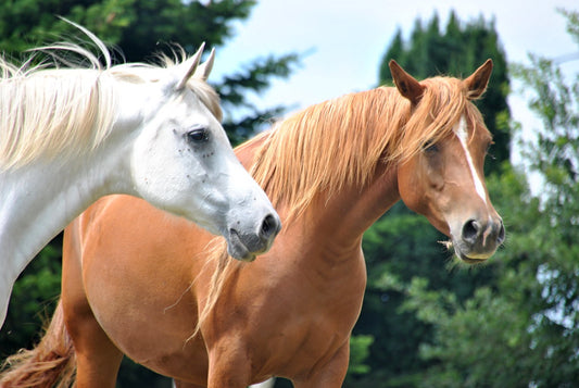 Aprende a cuidar correctamente a los caballos de tu granja