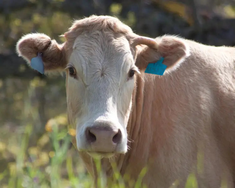 Control de brotes epidémicos en granjas avícolas y el rol clave de la asesoría veterinaria