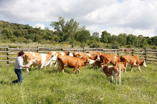 Errores comunes en el manejo del ganado y cómo evitarlos