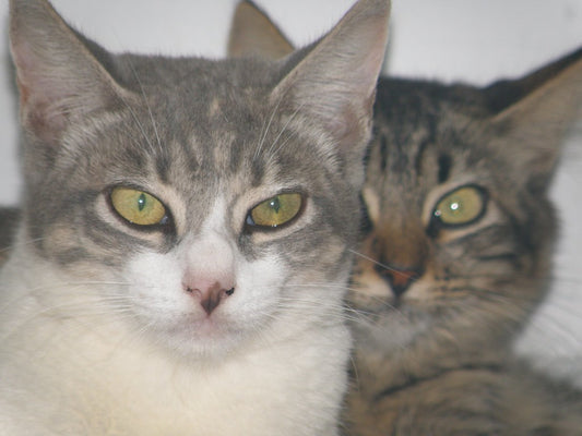 Los cinco mejores consejos para el cuidado de los gatos