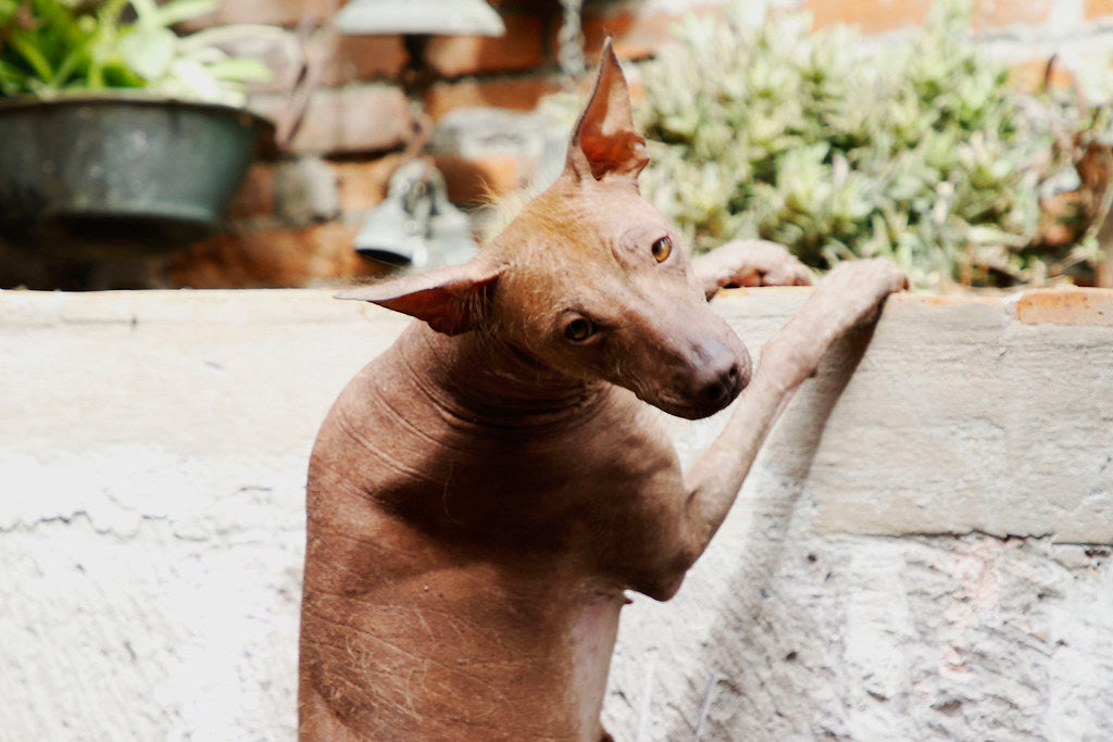 Cuidado y prevención de enfermedades en perros sin pelaje