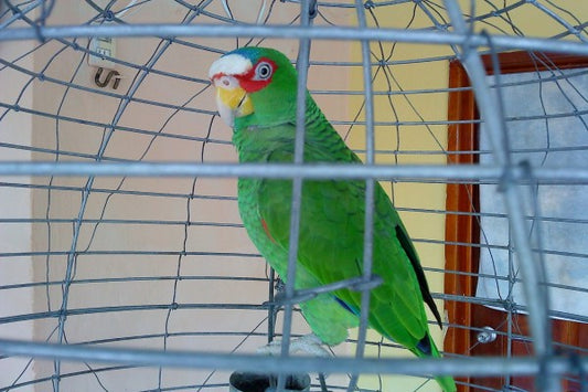 Consejos para tener loros y pájaros como mascotas