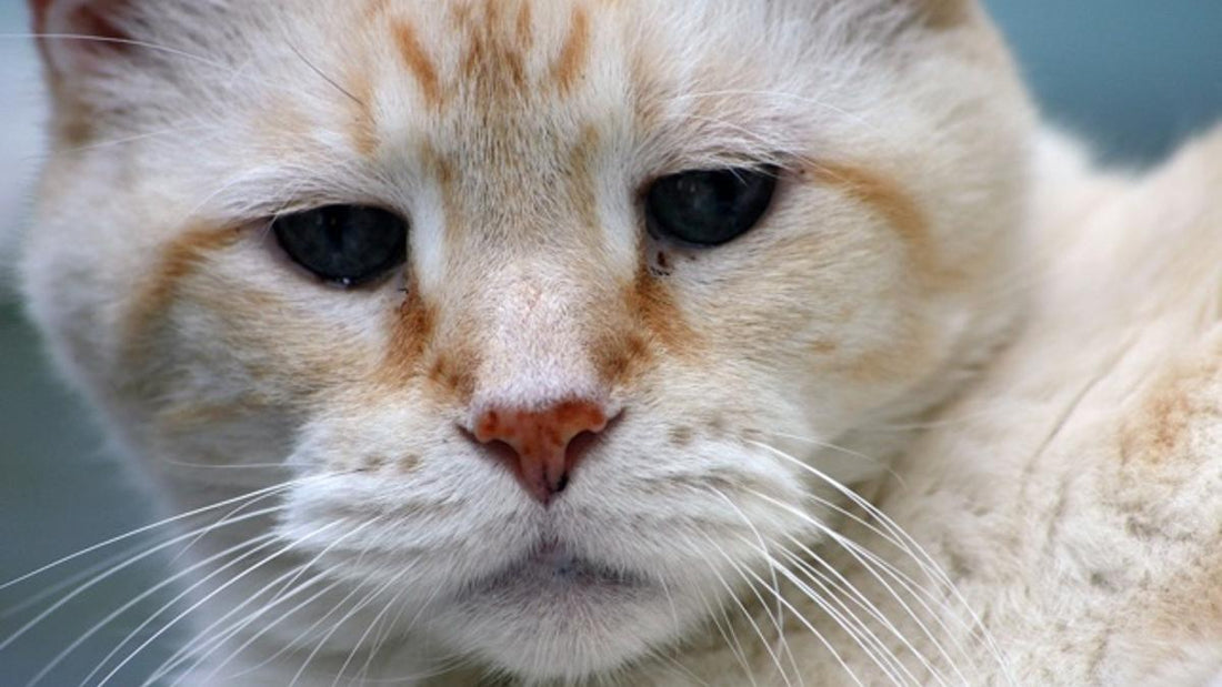 El cuidado de las mascotas de avanzada edad
