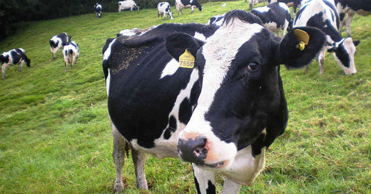 El problema de la Endometritis en las vacas lecheras