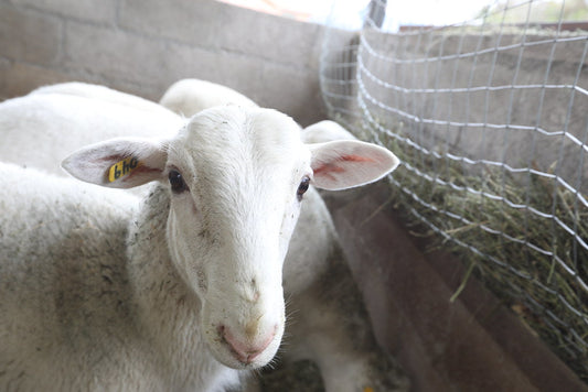 Calidad en la producción pecuaria y asesoría veterinaria: claves para el éxito