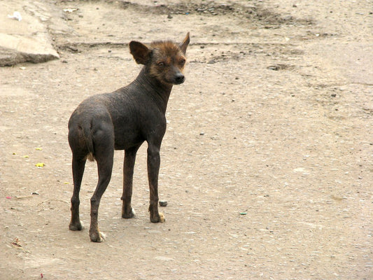 Cómo se debe cuidar a un perro sin pelo
