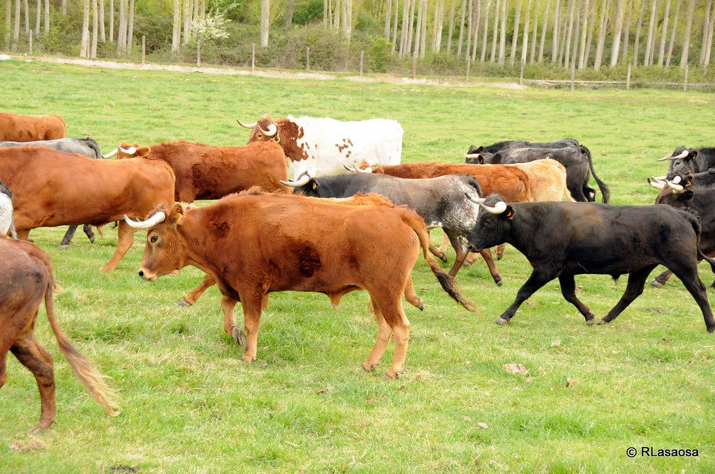 Problemas de salud en los animales de cría