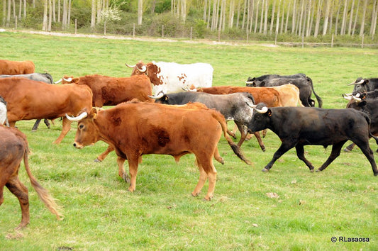 Problemas de salud en los animales de cría