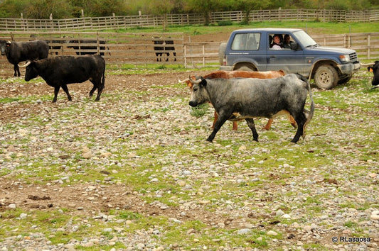 Estrés Oxidativo en Granjas y Criaderos: Cómo Proteger a tus Animales