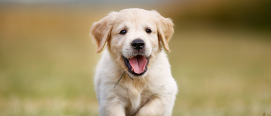 Prevención de la rabia en los perros mascota: una responsabilidad veterinaria esencial