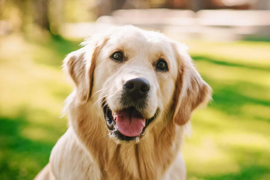 Cómo combatir la sarna en perros con medicina veterinaria