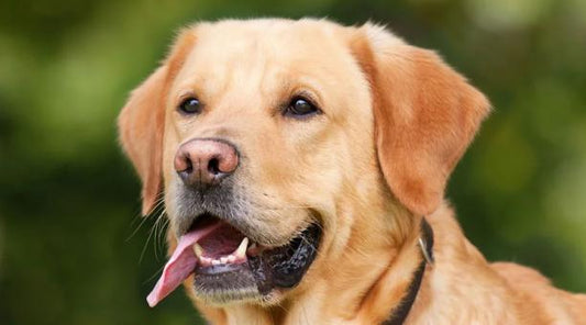 Principales infecciones en las patas de los perros