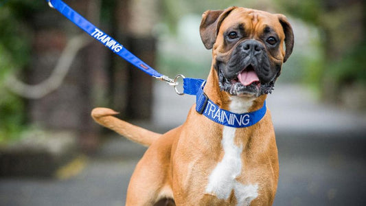 Los mejores collares y complementos para mascota