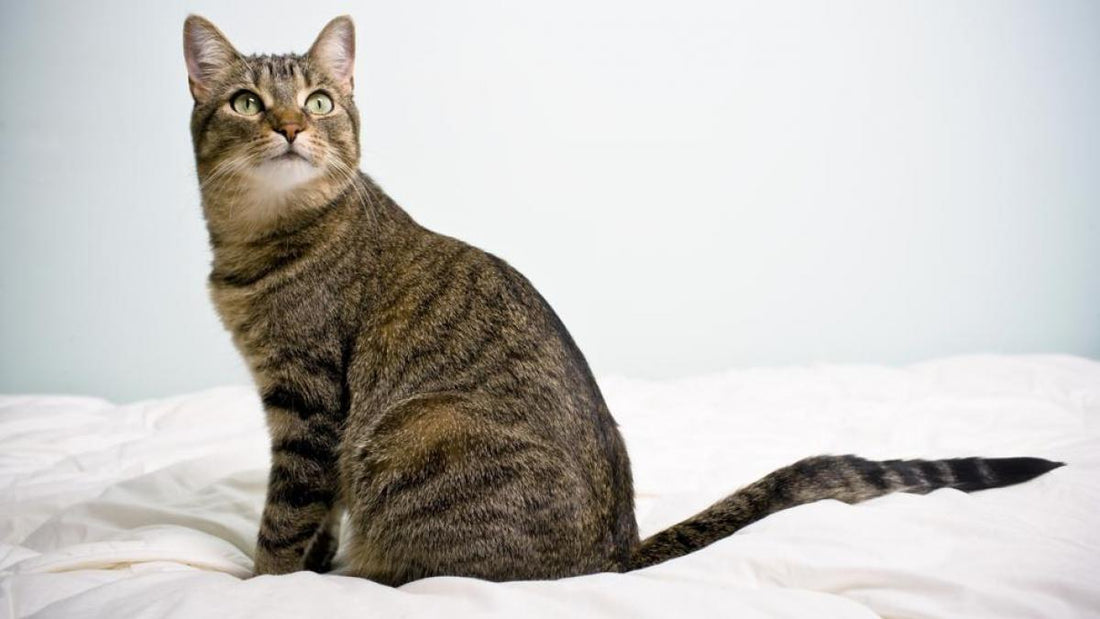 El problema del mastocitoma en los gatos