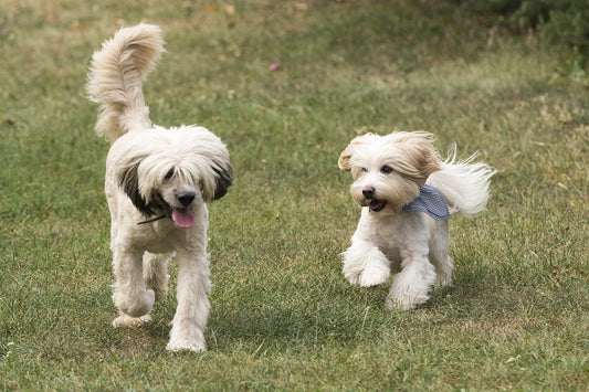 Claves indispensables para el adiestramiento canino