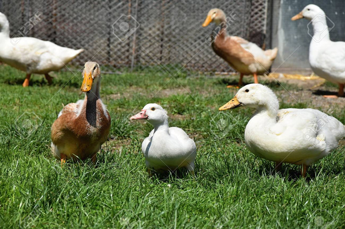 Cómo cuidar a los patos en la granja