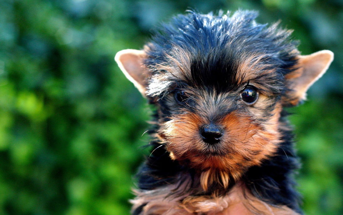 Cuidado de Cachorros en Casa: La Importancia de la Asesoría Veterinaria