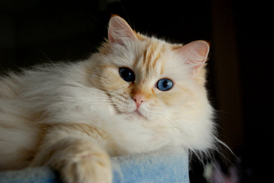 Las Razas de Gato Más Populares para Tener como Mascota en 2025