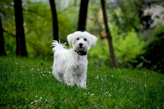 Los mejores juguetes para perros pequeños: diversión y bienestar