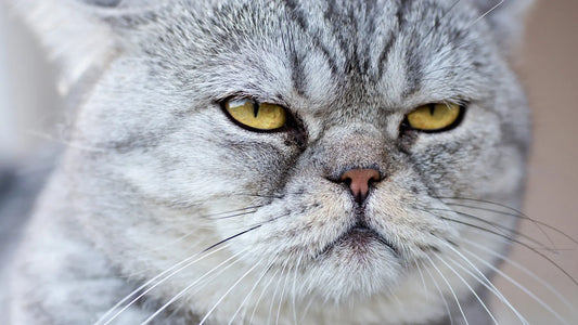 ¿Por qué los gatos maúllan por la noche? Causas frecuentes y posibles soluciones