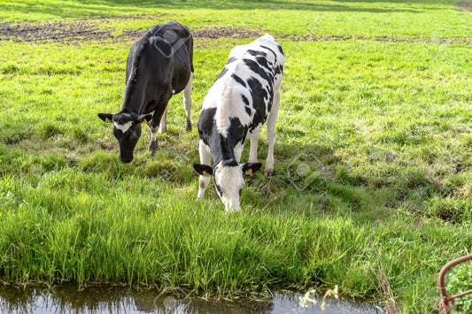 Bienestar Animal en Granjas Sostenibles: El Rol Fundamental de la Asesoría Veterinaria