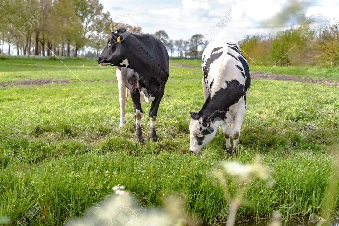 Cuáles son los principales cuidados que deben recibir vacas y reses