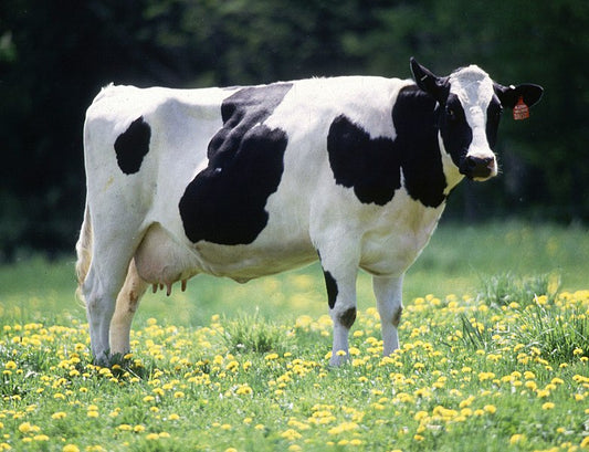 Lesiones en las patas y pezuñas de las vacas lecheras