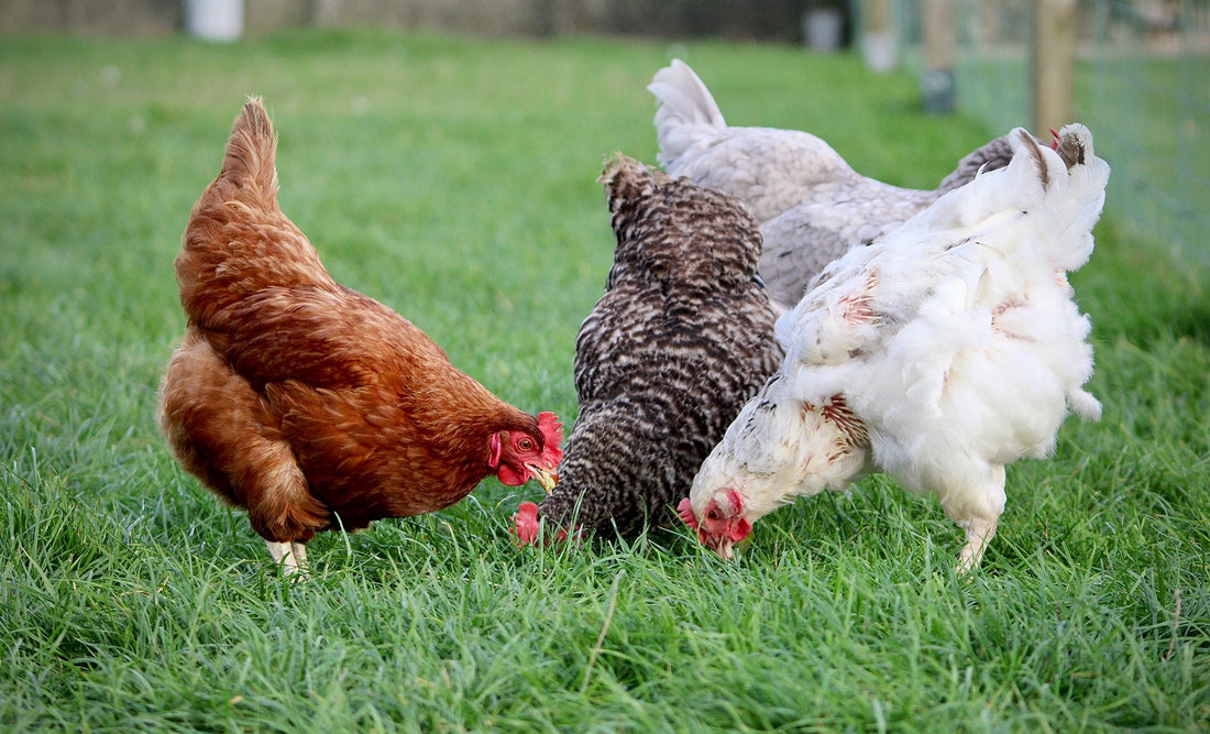 Por qué se les caen las plumas a mis aves de cría