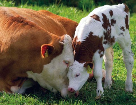Consejos para el cuidado de las vacas en estado de gestación