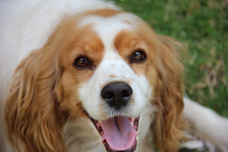 Consejos de higiene dental en gatos y perros
