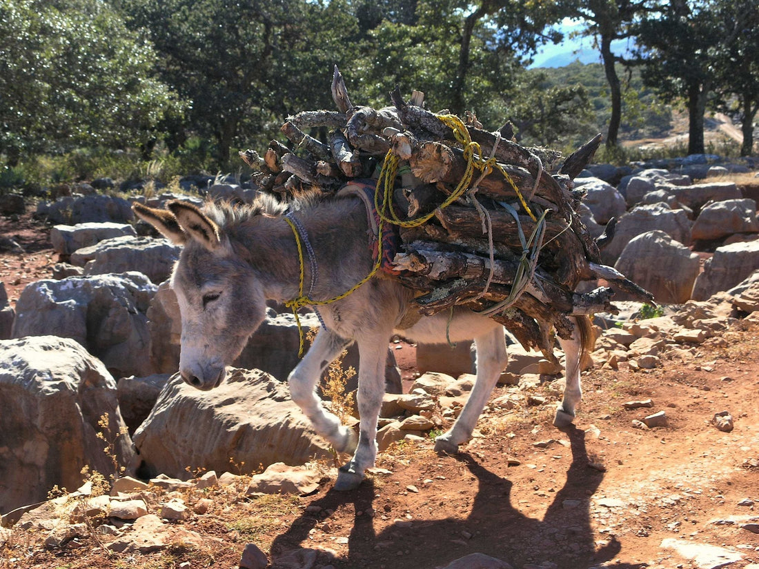 Prevención de enfermedades dentales en los burros