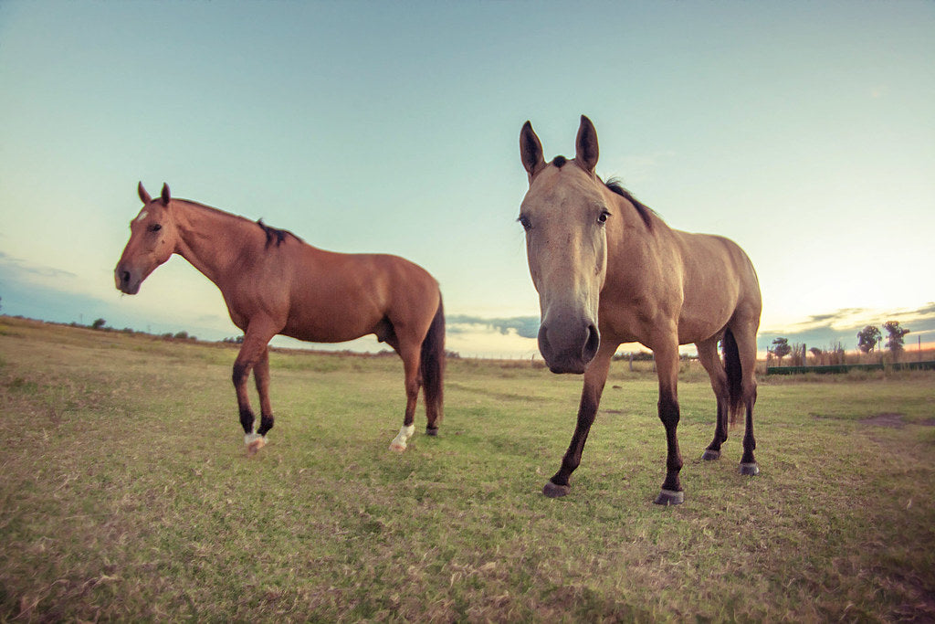 Cría y cuidados para el caballo de granja