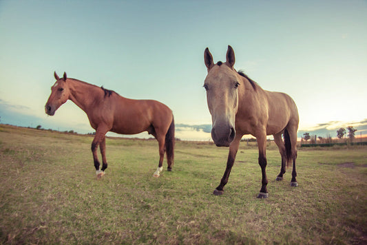 Cría y cuidados para el caballo de granja