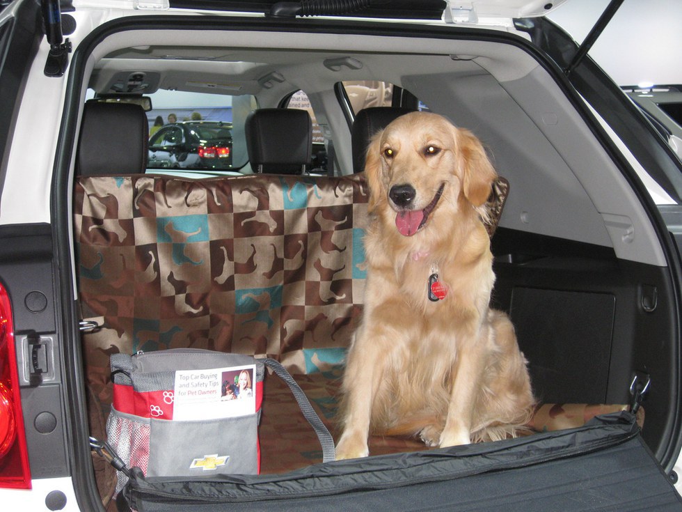Recomendaciones para viajar con mascotas
