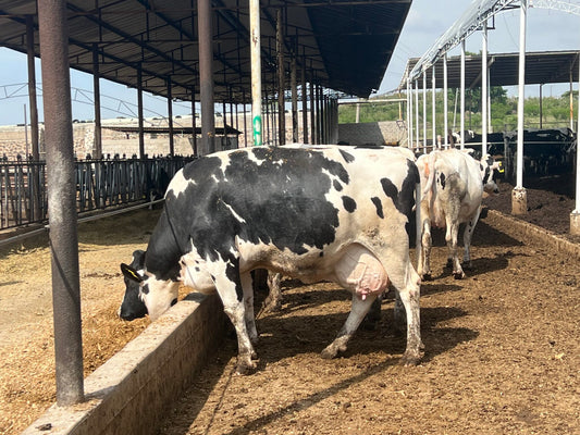 Principales enfermedades en las vacas causadas por la humedad