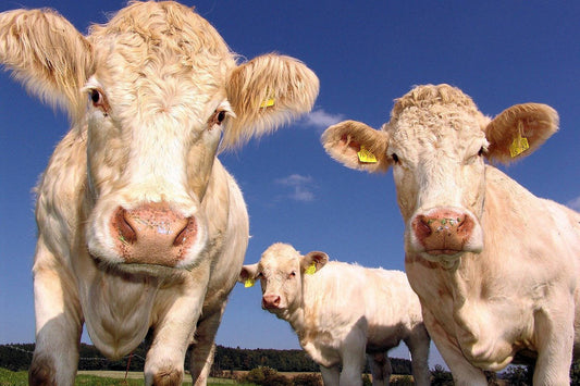 El dolor en los animales, como se manifiesta y se mitiga