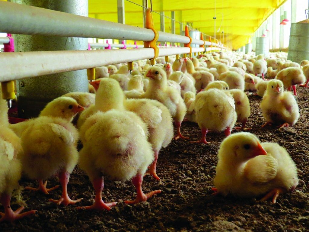 Estrategias de prevención de brotes de Salmonella en pollos de granja