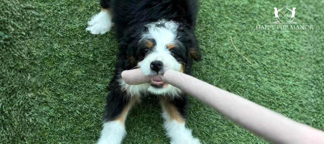 Juguetes antiestrés para perros: una herramienta clave para su bienestar emocional