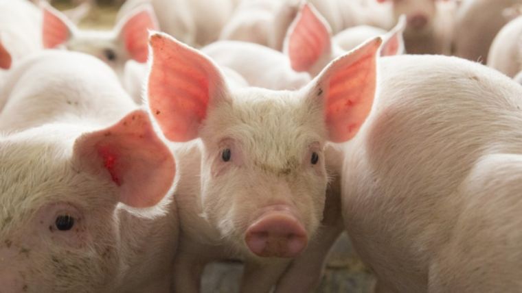 Problemas digestivos en animales domésticos y de cría