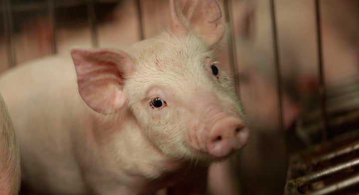 Animales de granja atendidos como mascotas