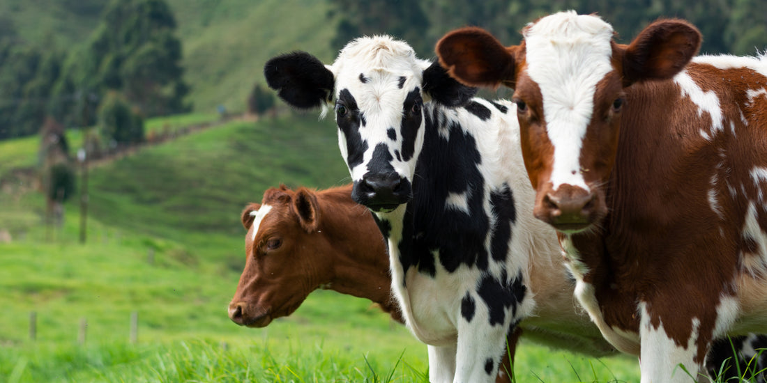 Protección sanitaria de los animales de granja en México por cambio climático